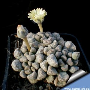Titanopsis primosii SB816 Platbakkies, Bushmanland, South Africa