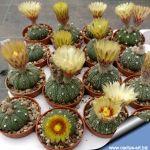 Astrophytum asterias