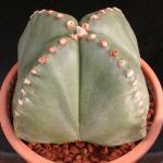 Astrophytum myriostigma "quadricostatum nudum"