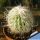 Cephalocereus senilis (Old Man Cactus)