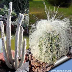 Cephalocereus senilis