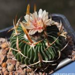 Echinofossulocactus sanfranciscoensis La Tinaga, San Luis Potosi, Mexico