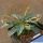 Dorstenia foetida