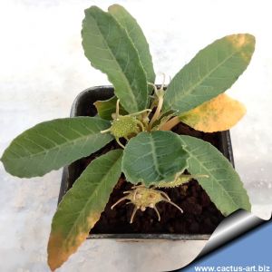 Dorstenia foetida