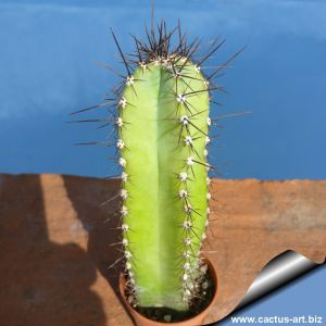 Cereus peruvianus