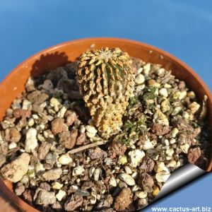 Geohintonia mexicana Galeana, Nuevo Leon, Mexico