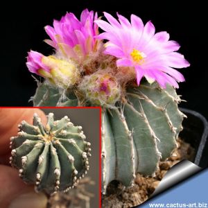 Geohintonia mexicana Galeana, Nuevo Leon, Mexico