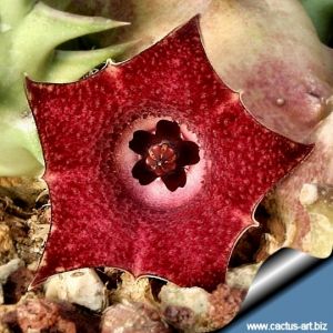 Huernia macrocarpa