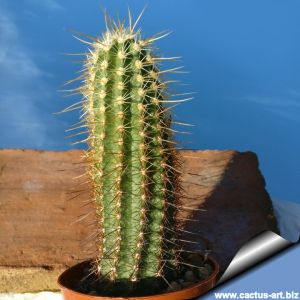 Echinocereus ledingii
