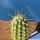 Echinocereus ledingii