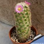 Coryphantha hendricksonii SB1016 Escalon, Chiuhaua, Mexico
