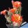 Echinocereus pacificus orange-red flowers , clustering stems