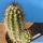 Echinocereus pacificus orange-red flowers , clustering stems