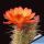 Echinocereus pacificus orange-red flowers , clustering stems