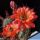 Echinocereus pacificus orange-red flowers , clustering stems