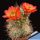 Echinocereus pacificus orange-red flowers , clustering stems