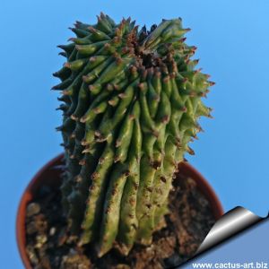 Euphorbia cv. "GREEN ELF"