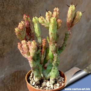 Euphorbia enopla cv. CORALLINA (forma mostruosa)