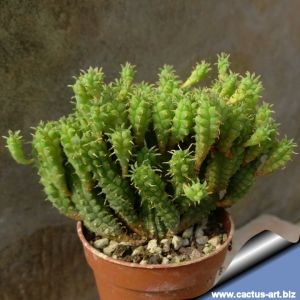 Euphorbia mammillaris cv. MULTIPROLIFERA (forma mostruosa)