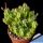 Euphorbia mammillaris cv. MULTIPROLIFERA (forma mostruosa)