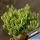 Euphorbia mammillaris cv. MULTIPROLIFERA (forma mostruosa)