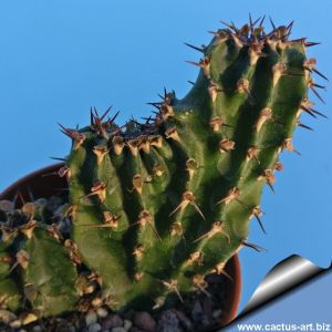 Euphorbia triangularis cristata