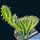 Euphorbia triangularis cristata