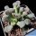 Titanopsis primosii , Gamoep, ex Rawe 