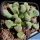 Titanopsis primosii , Gamoep, ex Rawe 