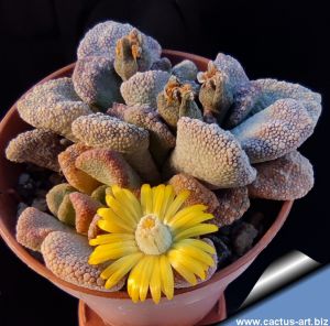 Titanopsis calcarea Campbell, W Kimberley (MG 1870.061)