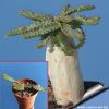 Euphorbia stellata (seedling in 5,5 cm Ø Pot)