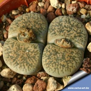 Lithops lesliei C341(Kimberley Form) 20 km NW von Kimberley, South Africa