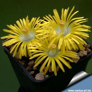 Lithops lesliei C36B ' Storms albinigold'