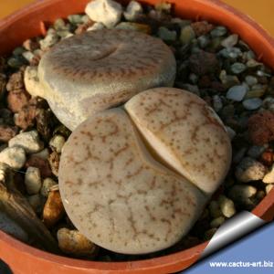 Lithops pseudotruncatella ssp dendritica 'pulmonuncula' C71, 50km WNW of Rehoboth Namibia