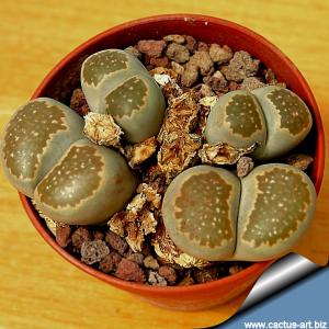 Lithops salicola C353 15 km WNW Luckhoff, Free State (SA)