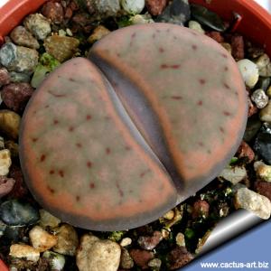 Lithops schwantesii C080 30 km SW of Helmeringhausen, Namibia