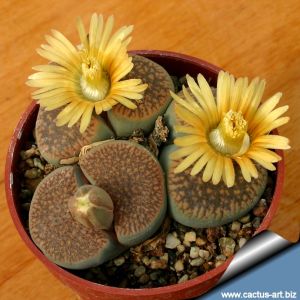 Lithops verruculosa (inae) C095, 55km SW of Prieska, Cape Province, RSA