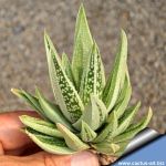 Gasteraloe cv. SPIRIT OF 88