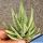 Gasteraloe cv. SPIRIT OF 88