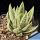 Gasteraloe cv. SPIRIT OF 88