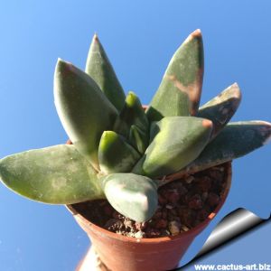 Gasteria pseudonigricans