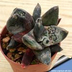 Gasteria pseudonigricaris cv. Black Boy