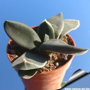 Gasteria pseudonigricaris cv. Black Boy