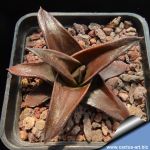 Haworthia cv. HAYASHII (ex Japan)