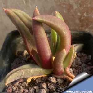 Glottiphyllum fergusoniae (MG 1516.8)