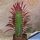 Euphorbia trigona cv. ROYAL RED