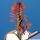 Euphorbia trigona cv. ROYAL RED