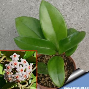 Hoya carnosa