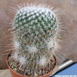 Mammillaria geminispina