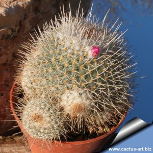 Mammillaria geminispina